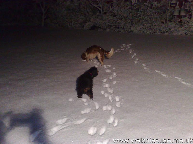 2009-12-18 01.jpg - What's it hiding?